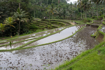 Rice fields in the tropics in Indonesia. Juicy greens, water, plants, rice, vegetable garden, cultivation, culture, palm trees, mountains, landscape, photo wallpaper