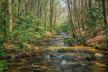Creek flowing through the forest