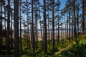 View of Ocean Beach Through a Forest of Trees