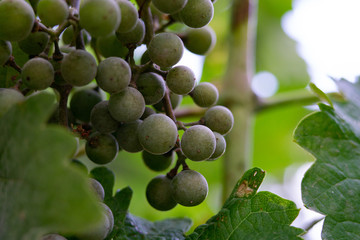Uvas