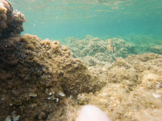 fish swimming in the mediterranean sea