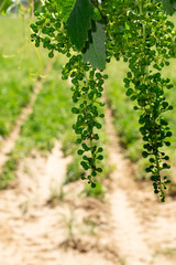 Racimo de uvas creciendo junto a un campo de patatas