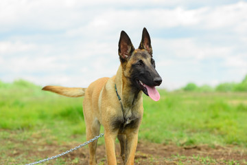 The happy Malinois dog, six month old, is standing against the cloudy sky.