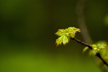 tree small and green leaf