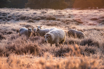 überfrohrene Westruper Heide bei Sonnenaufgang