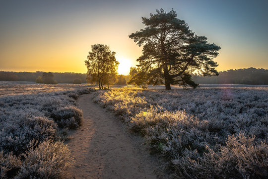 &uuml;berfrohrene Westruper Heide bei Sonnenaufgang