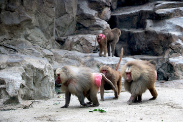  Baboons family with little one sitting in zoo at Singapore