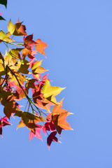 Colorful autumn leaves with the blue sky background

