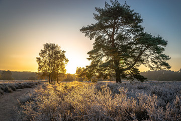 überfrohrene Westruper Heide bei Sonnenaufgang