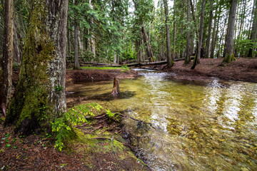 Creek running into Priest Lake State Park, Lionhead Unit, Idaho