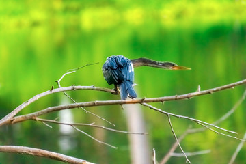 Perched anhinga
