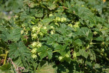Common hop
