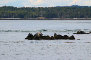Fototapeta premium Harbour seals on the Bay of Fundy, New Brunswick, Canada