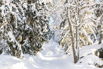 Beautiful winter view of the road and snowy trees in Hvittrask (Hvitträsk), Kirkkonummi, Finland