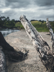 driftwood on the beach
