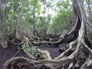 tree roots in the forest