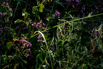 purple flower in the garden