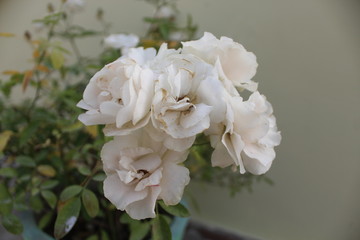 white rose in the garden