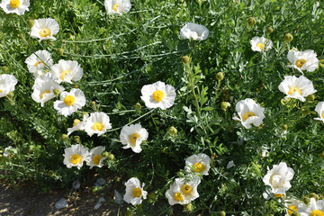 Fototapeta premium Romneya coulteri blanc au printemps