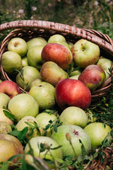 Fresh bright green and red-pink apples in an inverted basket, a farmer's harvest of late summer and early autumn. Apple saved. A basket of apples is lying on the grass.