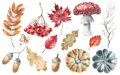 Hand paint watercolor autumn set of pumpkins, acorns, autumn leaves, branch, mushroom, rowan berry, isolated on white background. Perfect for creating cards, print, design.   © Александра Низенко