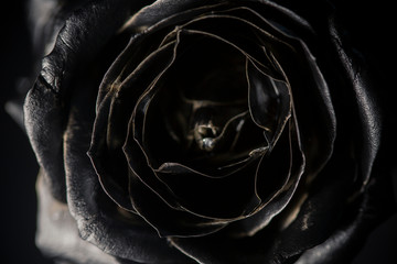Black rose with gold border for your design.
