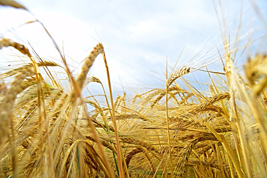 Campo de trigo en verano