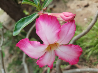 pink magnolia flower
