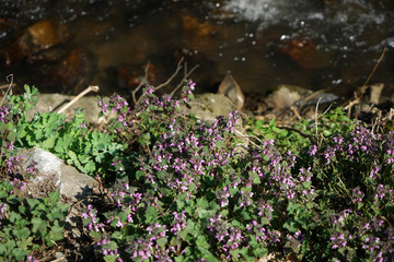 flowers in the forest