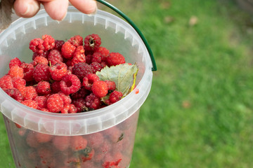 harvest of red raspberries in a plastic container