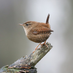 A portrait of a Eurasian wren on a branch with a blurred background