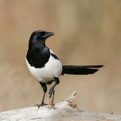 A portrait of a Eurasian magpie on a branch with a blurred background