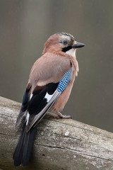 A portrait of a Eurasian jay on a branch with a blurred background
