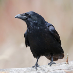 A portrait of a raven on a branch with a blurred background
