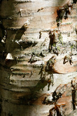 fond écorce arbre bouleau 