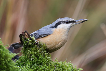 A portrait of a Eurasian nuthatch on a branch with a blurred background