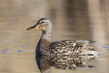 Mallard duck swimming in the pond