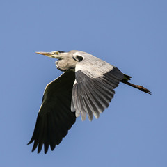 Grey heron in flight