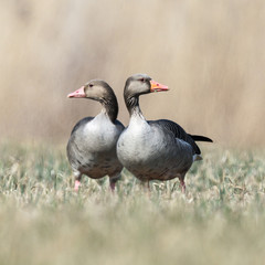 Two greylag geese on the meadow