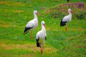 three white stork in the grass