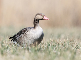 Greylag goose on the meadow