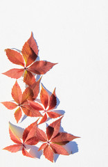 Red leaves of maiden grapes on a white background with space for text. Autumn poster.