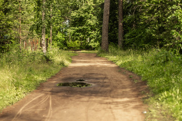 Obraz premium path in the park