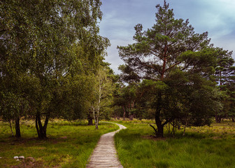 Pietzmoor in Schneverdingen