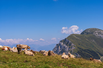Pascolo di mucche sul Monte Baldo