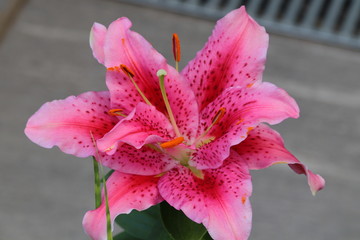 lilienblüte in voller schönheit © Andreas