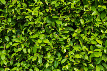 Fototapeta na wymiar Close up green leaves wall background or texture