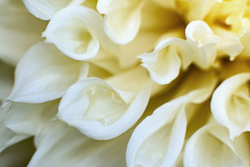 Dahlia. white large summer flower in the garden. gardening