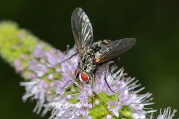 fliege auf der blüte einer minze