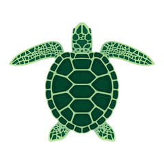 Sea turtle vector illustration on a white background